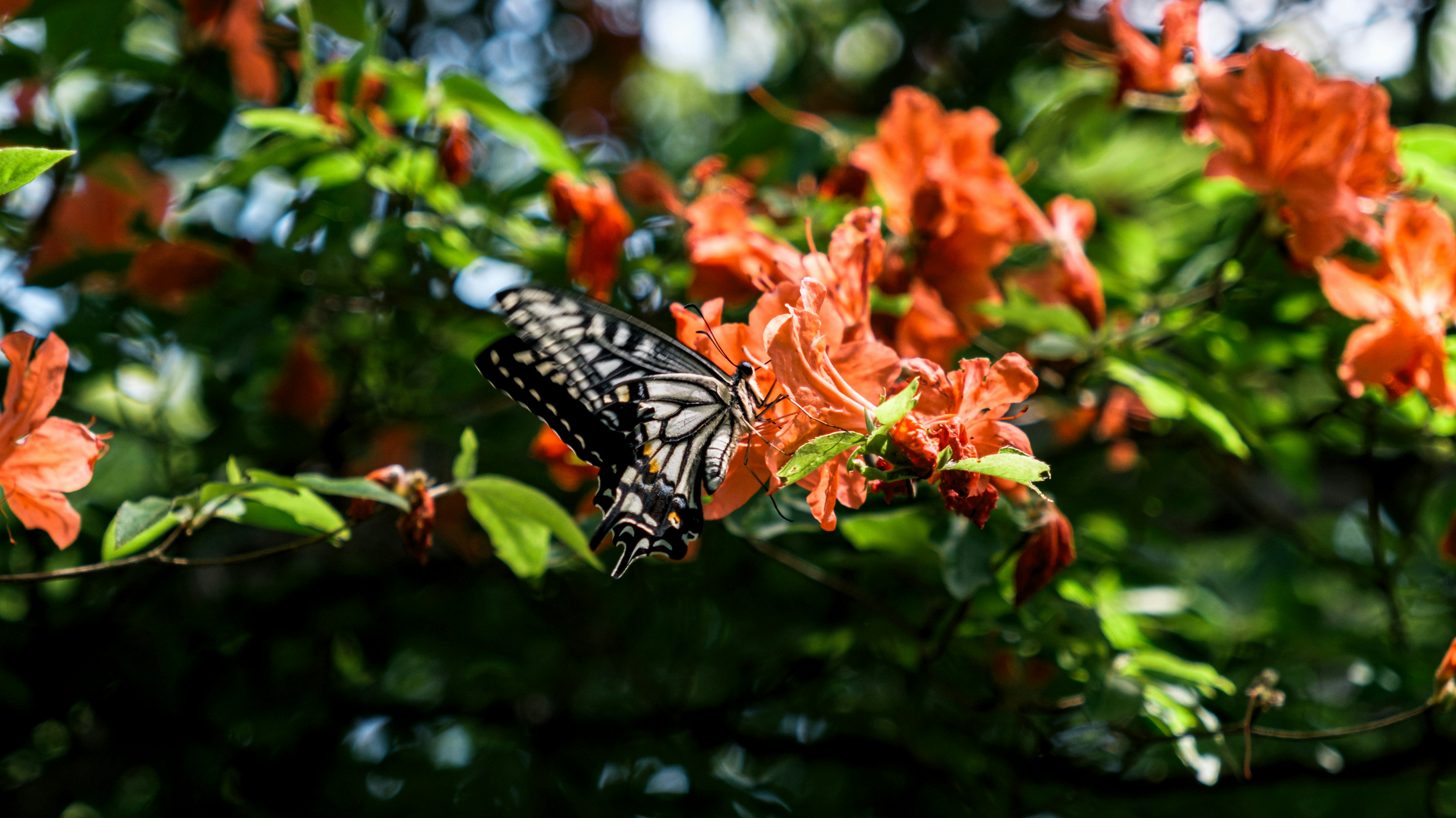 Papillon posé sur des fleurs orange – contact avec une sophrologue à Paris 15e
