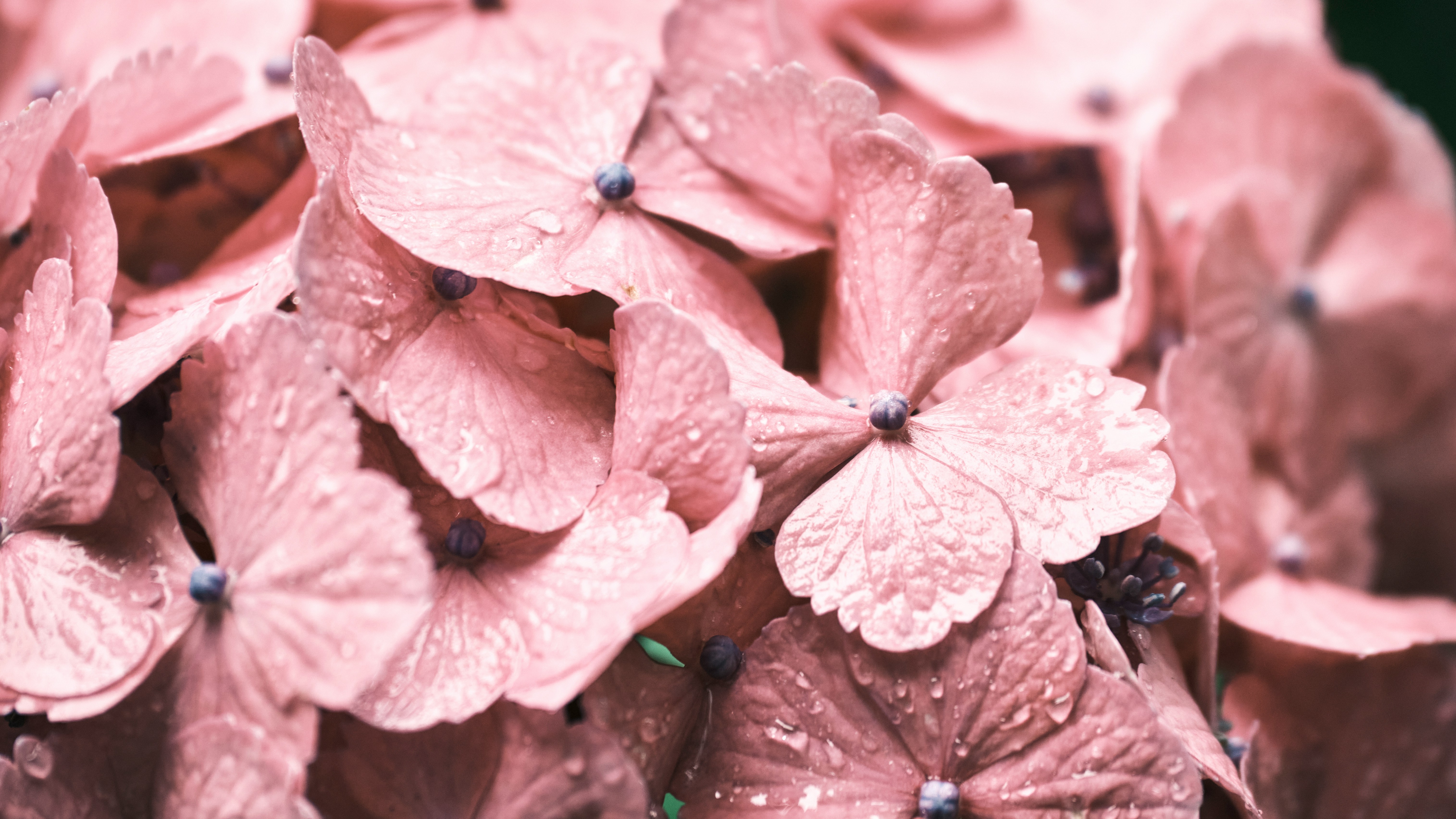 Fleurs roses – tarifs des séances de sophrologie et shiatsu à Paris 15e